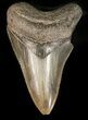 Serrated, Fossil Megalodon Tooth - Georgia #47811-1
